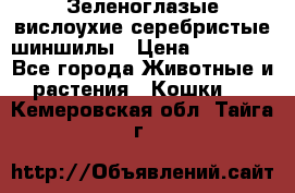 Зеленоглазые вислоухие серебристые шиншилы › Цена ­ 20 000 - Все города Животные и растения » Кошки   . Кемеровская обл.,Тайга г.